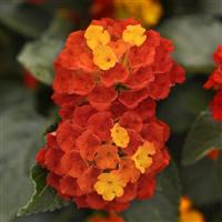 Shamrock™ Red Lantana