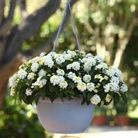 Shamrock™ White Lantana