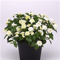 Shamrock™ White Lantana