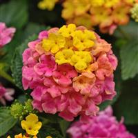 Shamrock™ Rose Improved Lantana