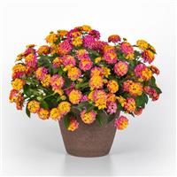 Shamrock™ Rose Improved Lantana