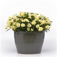 Shamrock™ Butterscotch Glow Lantana