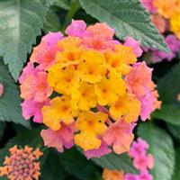 Shamrock™ Rose Gold Lantana