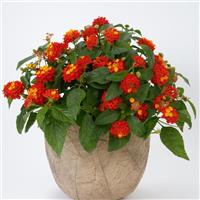 SunDance™ Red Lantana