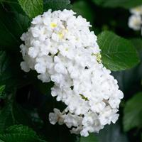 SunDance™ White Lantana