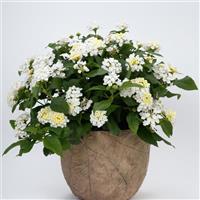 SunDance™ White Lantana