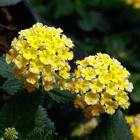 SunDance™ Yellow Lantana