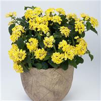 SunDance™ Yellow Lantana