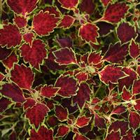 Glory Road Coleus