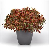 Glory Road Coleus