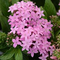 Lucky Star<sup>®</sup> Lavender Pentas