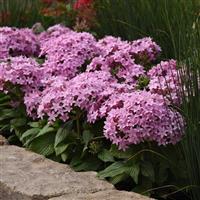 Lucky Star<sup>®</sup> Lavender Pentas