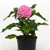 Lucky Star<sup>®</sup> Pink Pentas