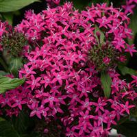 Lucky Star<sup>®</sup> Violet Pentas