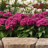 Lucky Star<sup>®</sup> Violet Pentas