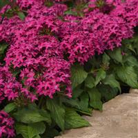 Lucky Star<sup>®</sup> Violet Pentas