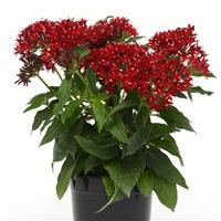 Lucky Star<sup>®</sup> Dark Red Pentas