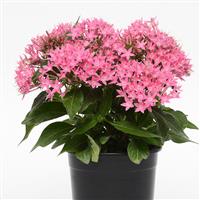 Lucky Star<sup>®</sup> Deep Pink Pentas