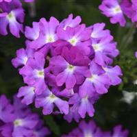 Cadet Upright™ Lavender Blue Verbena