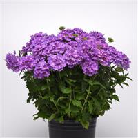 Cadet Upright™ Lavender Blue Verbena