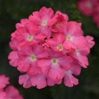 Cadet Upright™ Pink Verbena