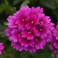 Cadet Upright™ Purple Verbena