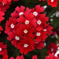 Cadet Upright™ Red Verbena