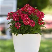 Cadet Upright™ Red Verbena