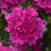 Cadet Upright™ Orchid Pink Verbena