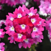 Cadet Upright™ Hot Pink Wink Verbena