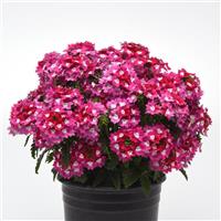 Cadet Upright™ Hot Pink Wink Verbena