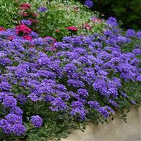 EnduraScape™ Blue Verbena