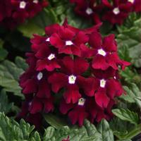 EnduraScape™ Burgundy Verbena