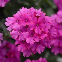 EnduraScape™ Magenta Verbena