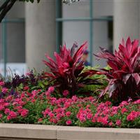 EnduraScape™ Magenta Verbena