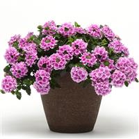 EnduraScape™ Pink Bicolor Verbena