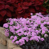 EnduraScape™ Pink Bicolor Verbena