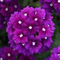 EnduraScape™ Purple Verbena