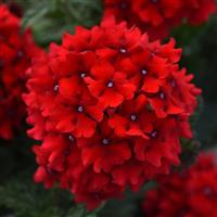 EnduraScape™ Red Verbena