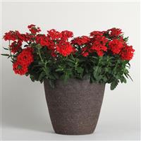 EnduraScape™ Red Verbena