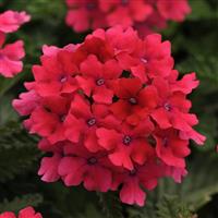 EnduraScape™ Hot Pink Verbena