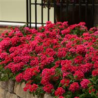 EnduraScape™ Hot Pink Verbena