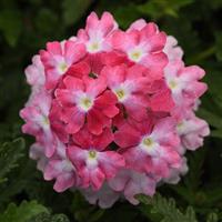 EnduraScape™ Pink Fizz Verbena