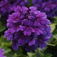 EnduraScape™ Dark Purple Verbena