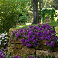 EnduraScape™ Dark Purple Verbena