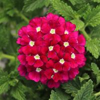 Firehouse™ Burgundy Verbena