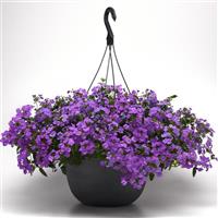 Firehouse™ Grape Verbena