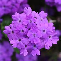 Firehouse™ Grape Verbena