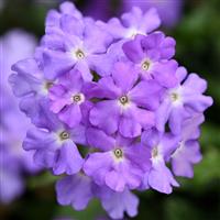 Firehouse™ Lavender Verbena