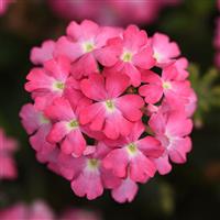 Firehouse™ Pink Verbena